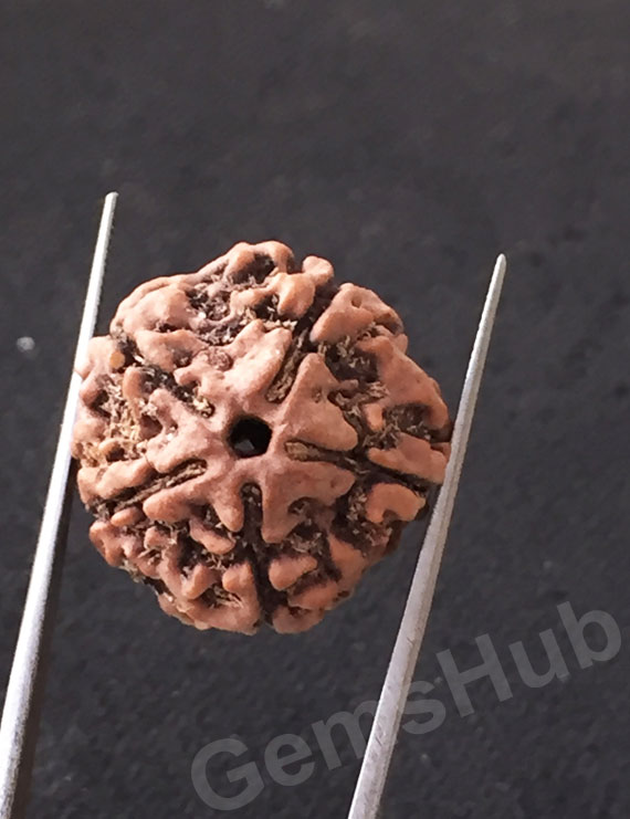 5 Mukhi Natural Certified Rudraksha Size- 21.6 mm Premium Quality
